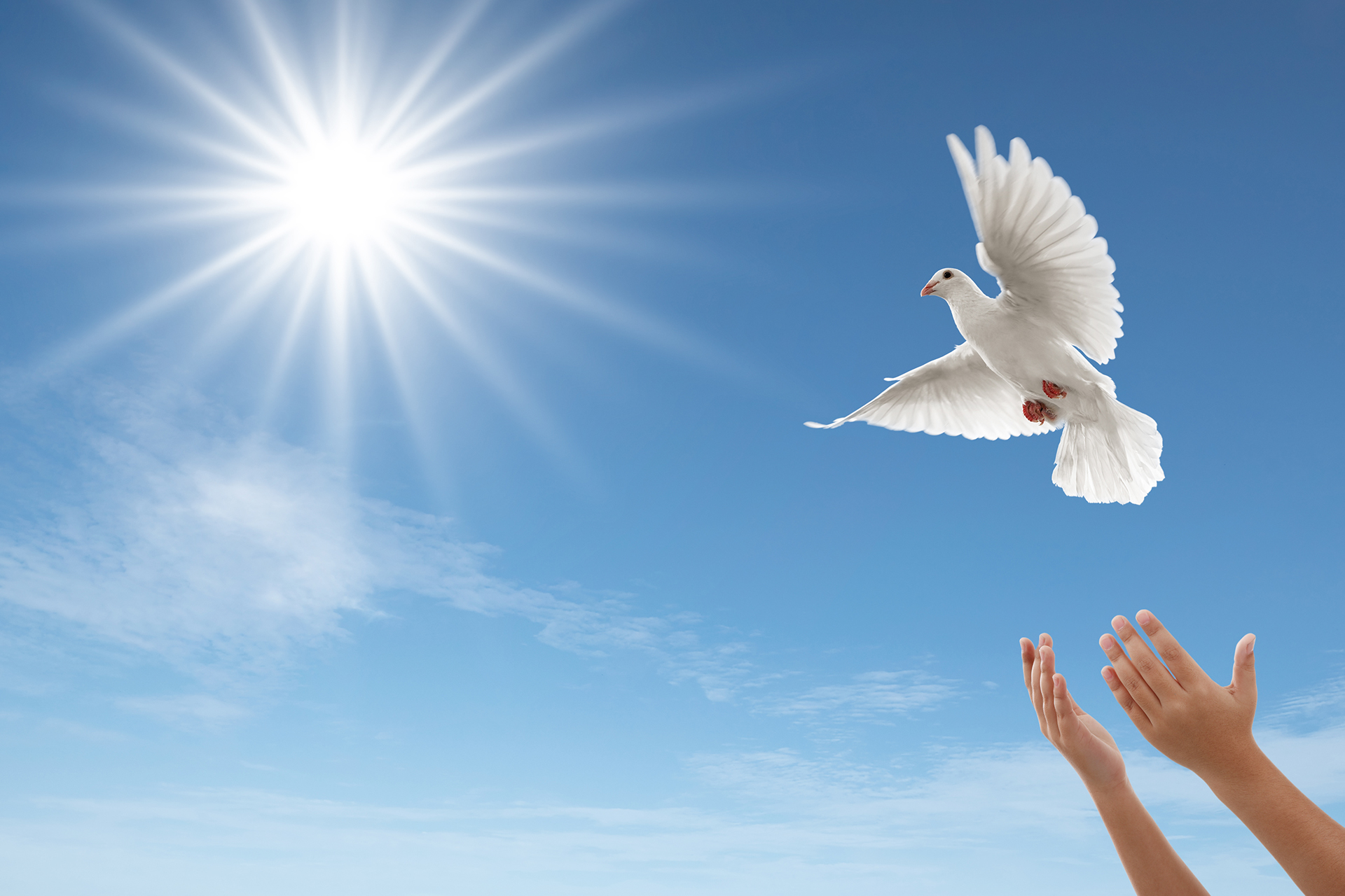 White Dove Released to Freedom